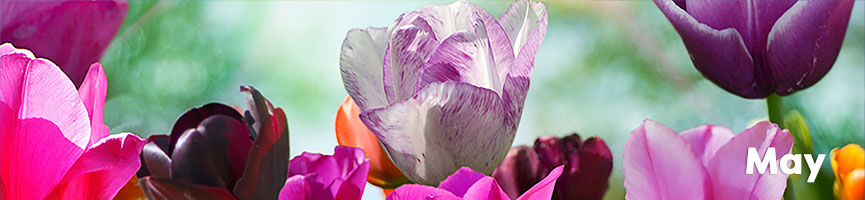Calendar Image