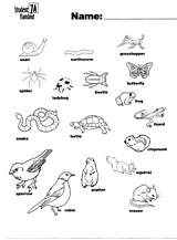Animal and Insect Pictures