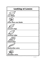 Looking at Leaves