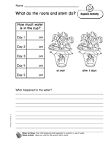 What Do the Roots and Stems Do?
