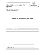 How Does a Seed Grow into a Plant?