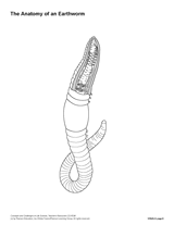 An Earthworm