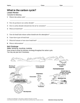 What Is the Carbon Cycle?