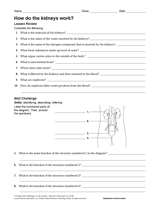 How Do the Kidneys Work?