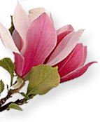 Instant Expert: Plants